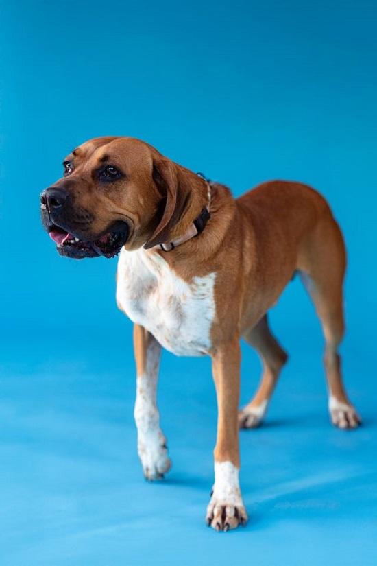 Enlarge MR. SMITH, an adoptable mixed breed in Pegram, TN image 5/6