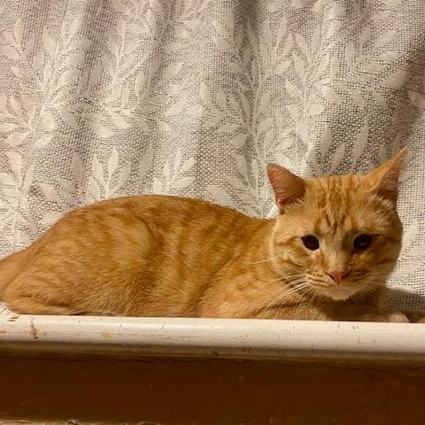 Enlarge Gilligan, a Adopted Domestic Short Hair in Columbia Heights, MN image 2/6