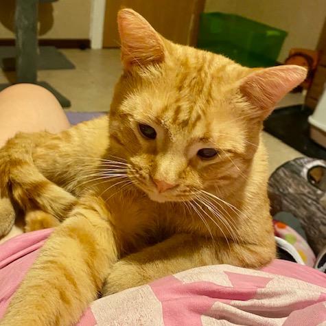 Enlarge Gilligan, a Adopted Domestic Short Hair in Columbia Heights, MN image 3/6