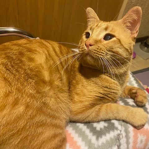 Enlarge Gilligan, a Adopted Domestic Short Hair in Columbia Heights, MN image 4/6