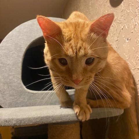 Enlarge Gilligan, a Adopted Domestic Short Hair in Columbia Heights, MN image 5/6