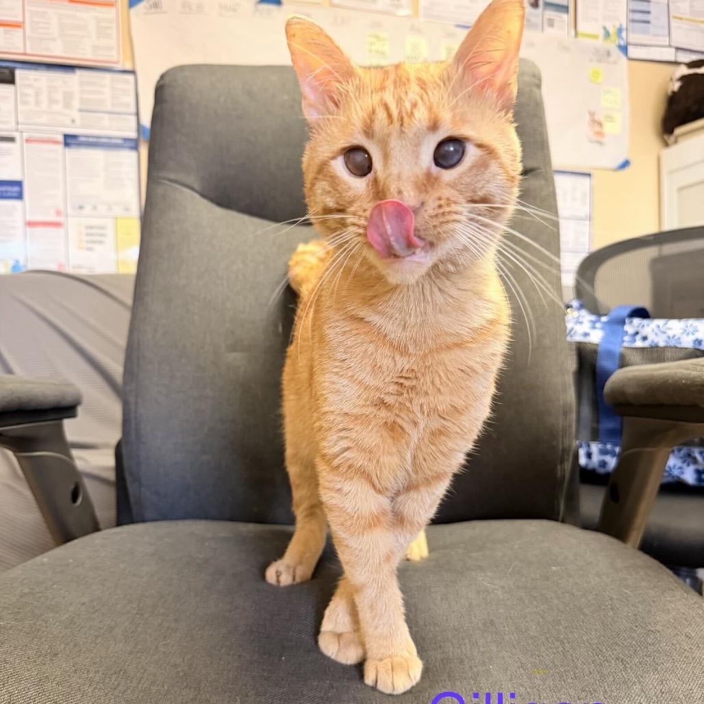 Gilligan, Adoptable, Adult Male Domestic Short Hair.