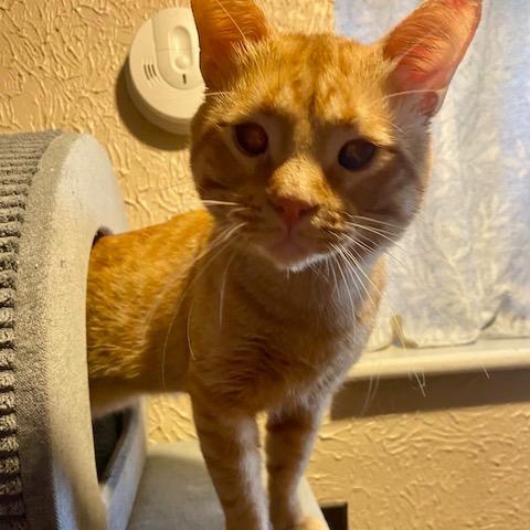Enlarge Gilligan, a Adopted Domestic Short Hair in Columbia Heights, MN image 6/6