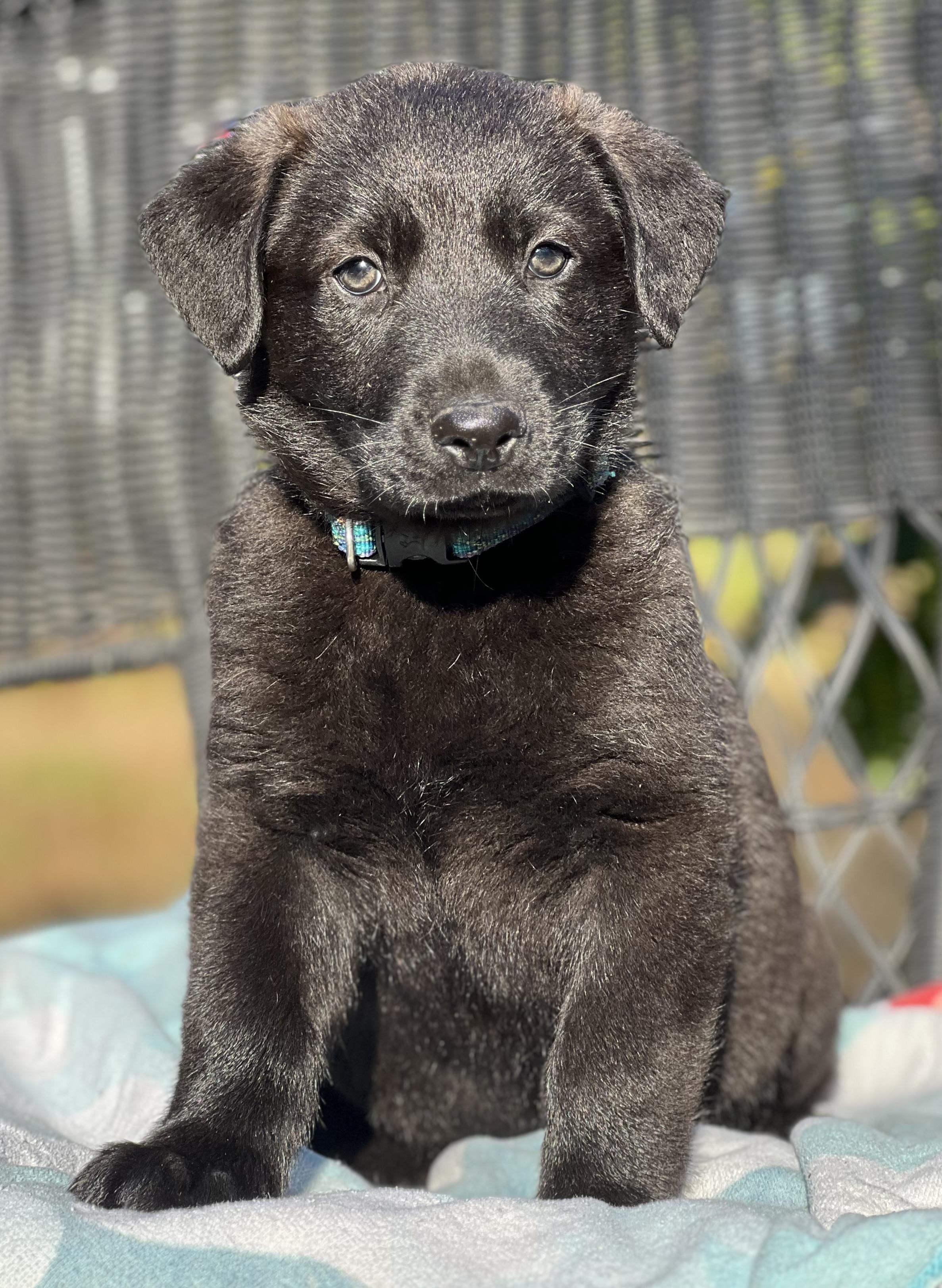 Gunter, ADOPTABLE, Puppy Male Mixed Breed.