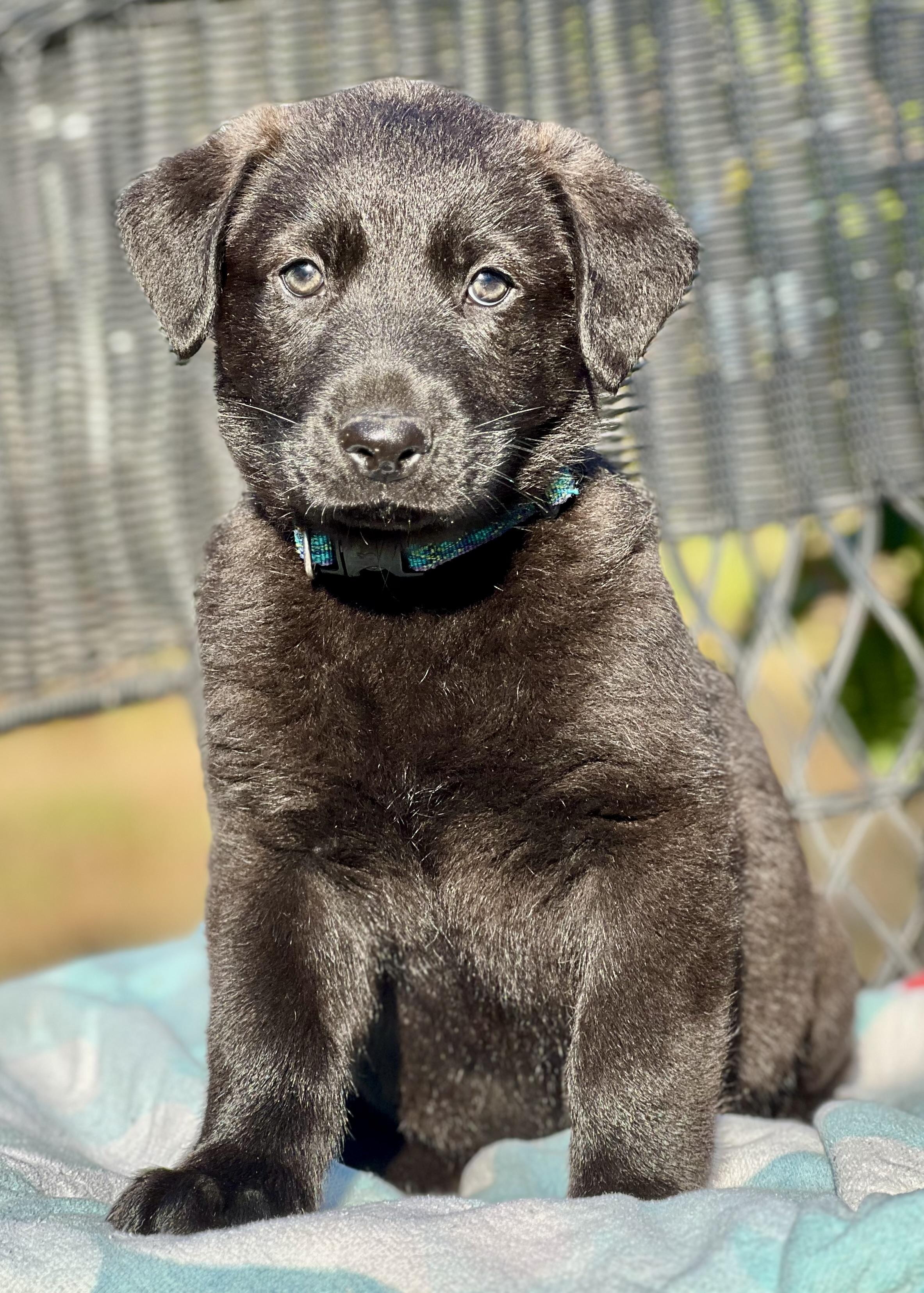 Enlarge Gunter, a ADOPTABLE mixed breed in Mt Pleasant, SC image 2/2