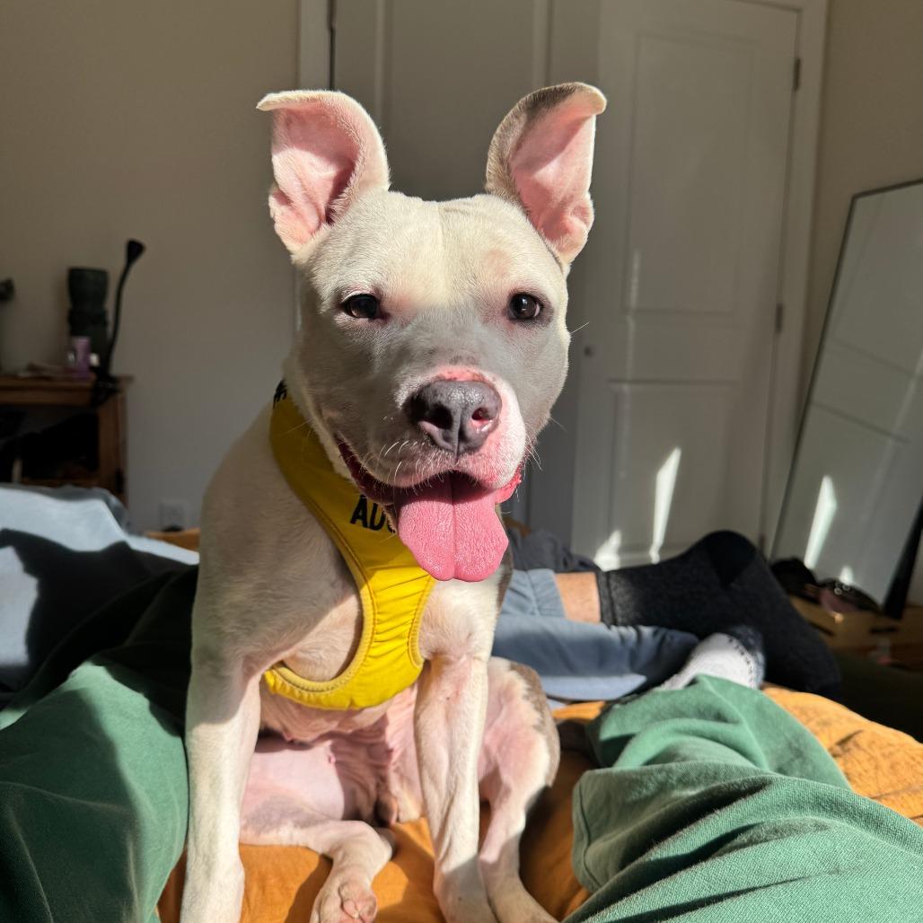 Enlarge Gemma, a Adoptable Mixed Breed in Medford, NJ image 2/6