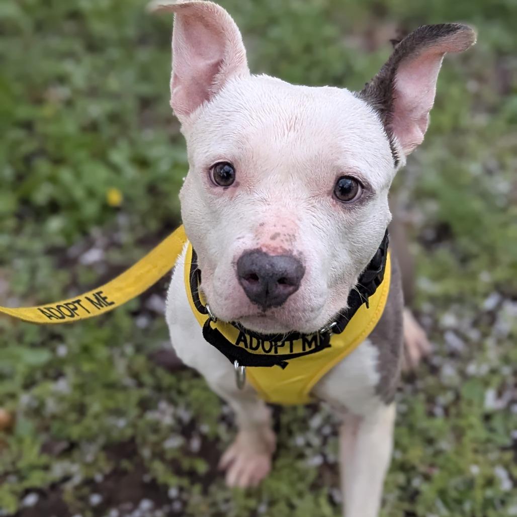 Enlarge Gemma, a Adoptable Mixed Breed in Medford, NJ image 3/6