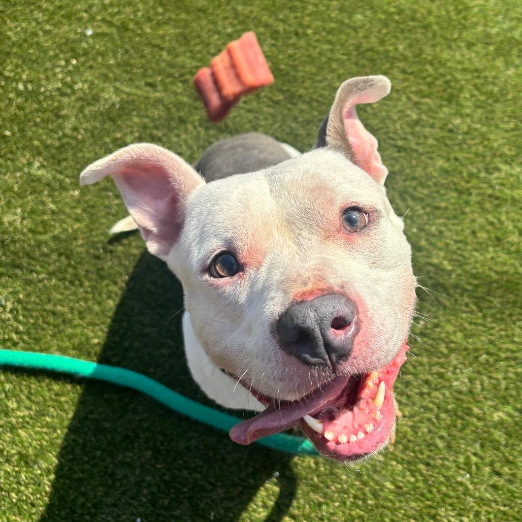 Gemma, Adoptable, Adult Female Mixed Breed.