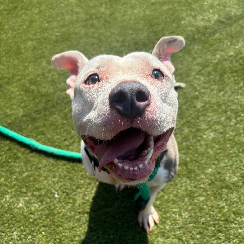 Enlarge Gemma, a Adoptable Mixed Breed in Medford, NJ image 4/6