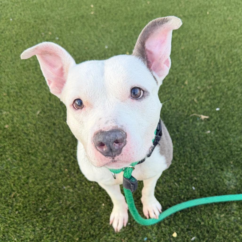 Enlarge Gemma, a Adoptable Mixed Breed in Medford, NJ image 5/6