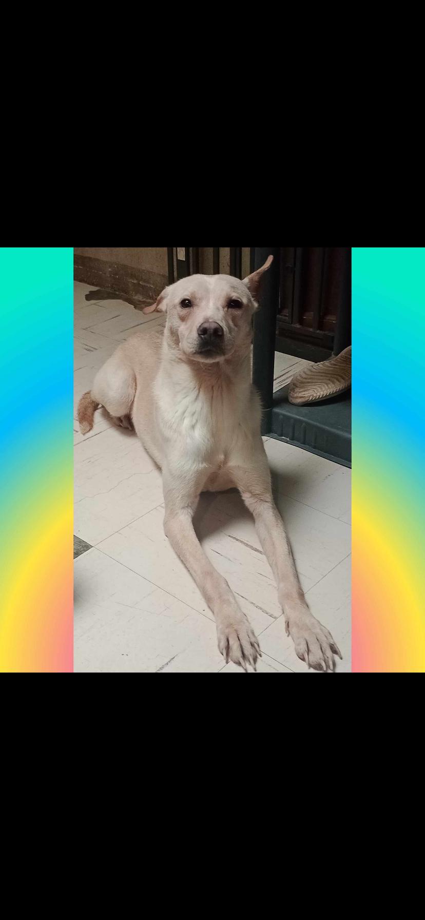 Enlarge Rex, a Adoptable mixed breed in Oceanside, CA image 1/1