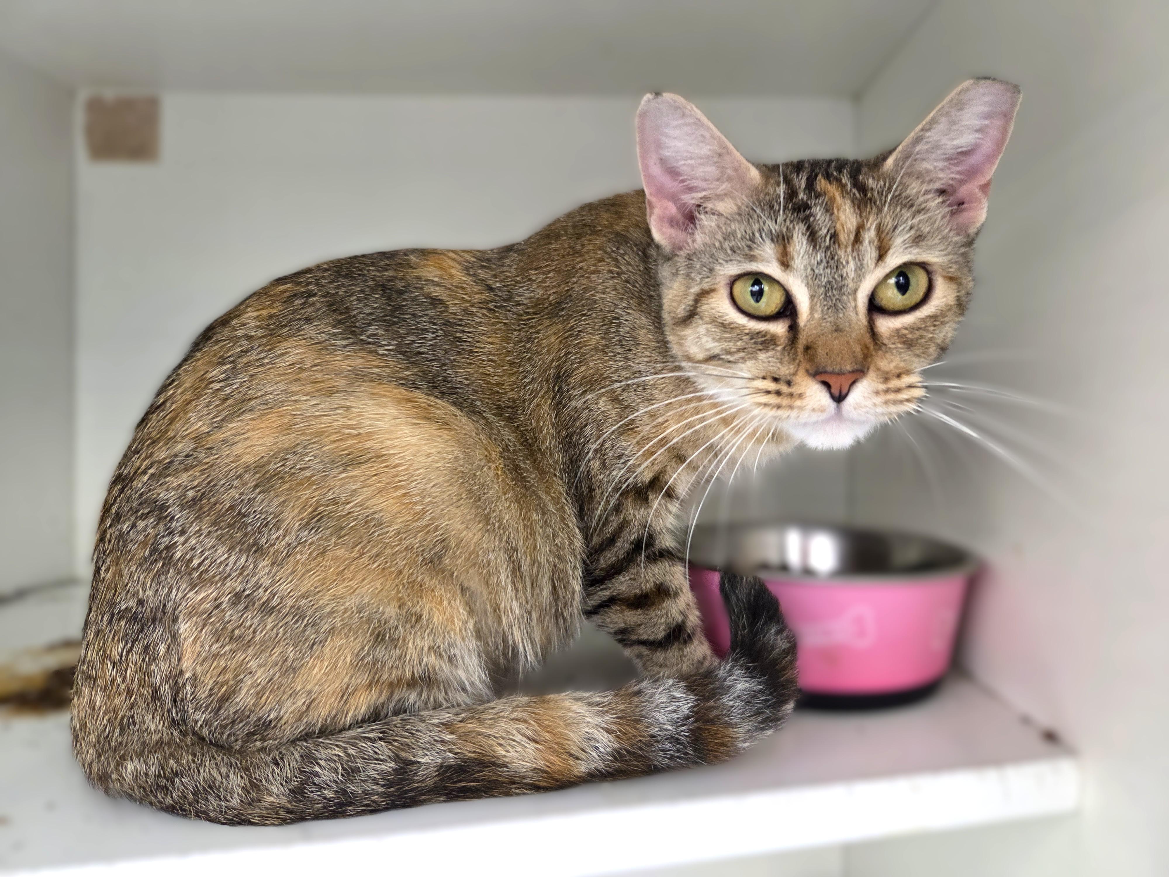 Enlarge June, a Adopted Torbie in New Albany, OH image 1/2