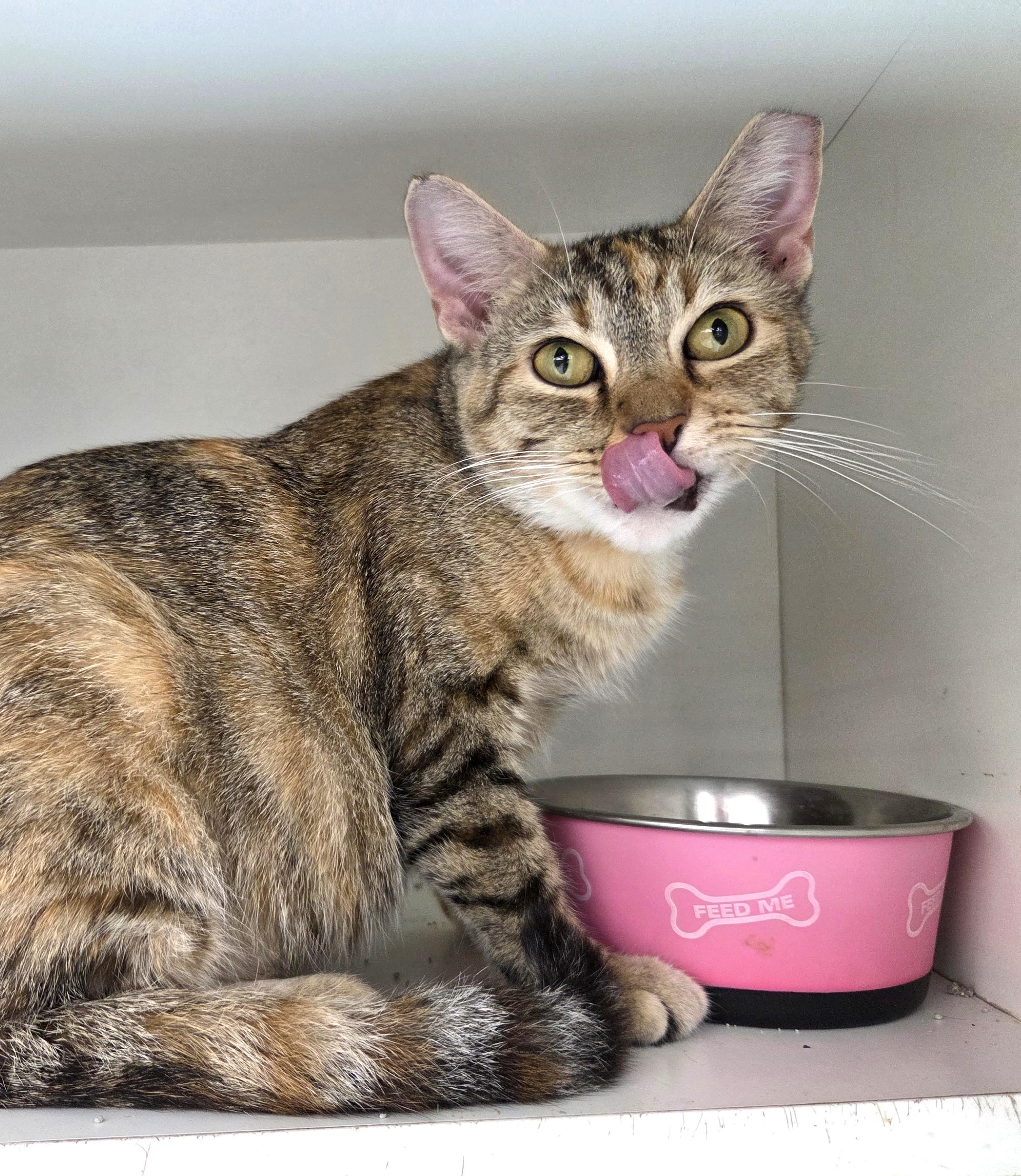 Enlarge June, a Adopted Torbie in New Albany, OH image 2/2
