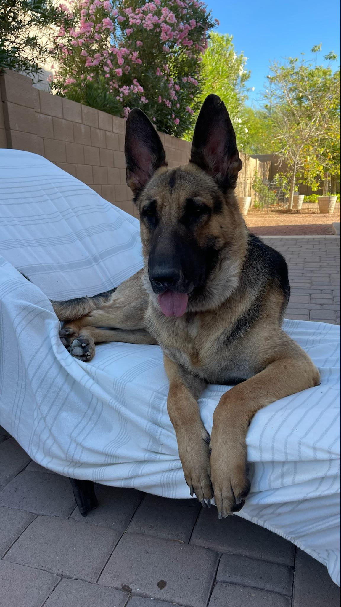 Enlarge Boom Boom, a Adopted German Shepherd Dog in Mesa, AZ image 1/6