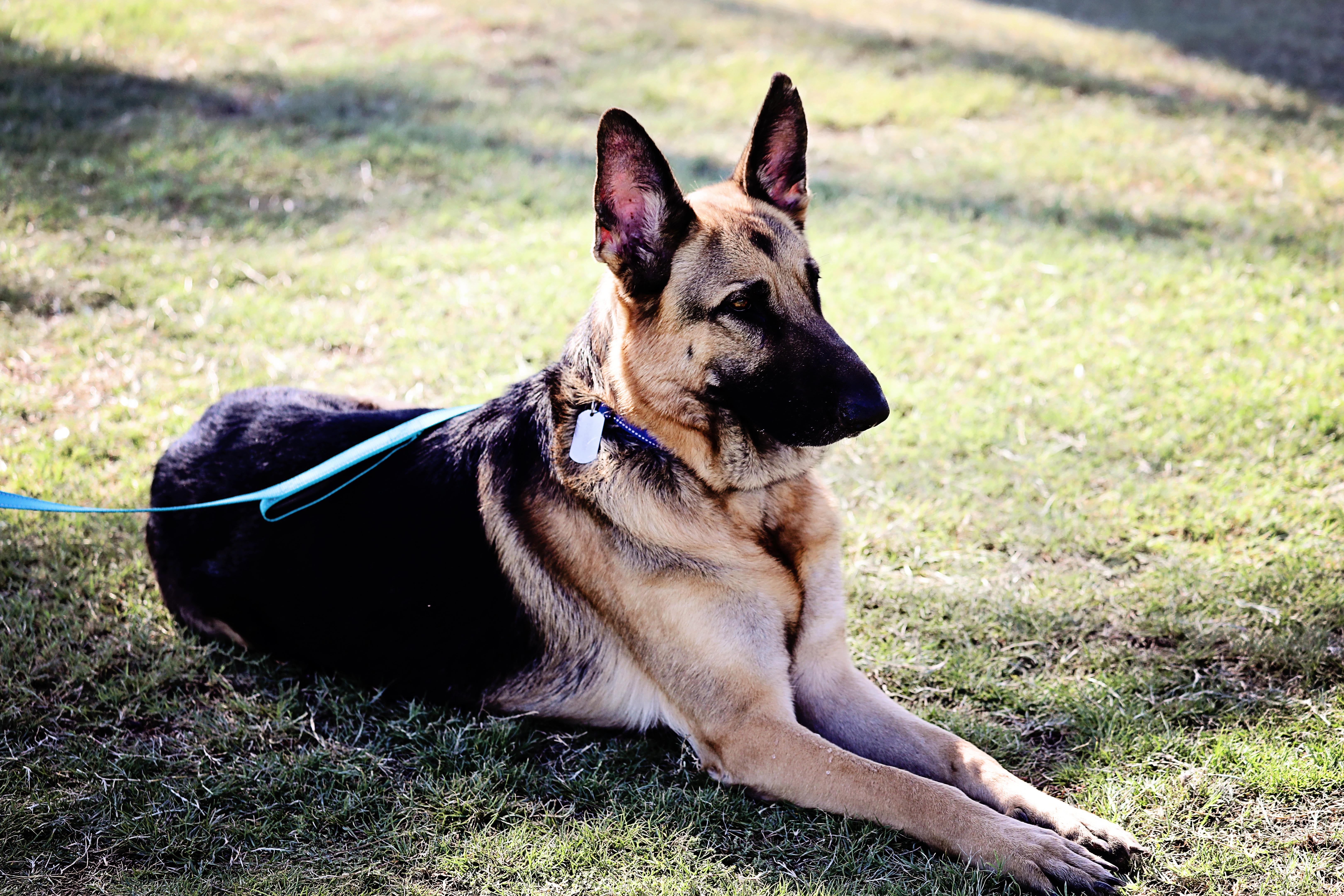 Enlarge Boom Boom, a Adopted German Shepherd Dog in Mesa, AZ image 2/6