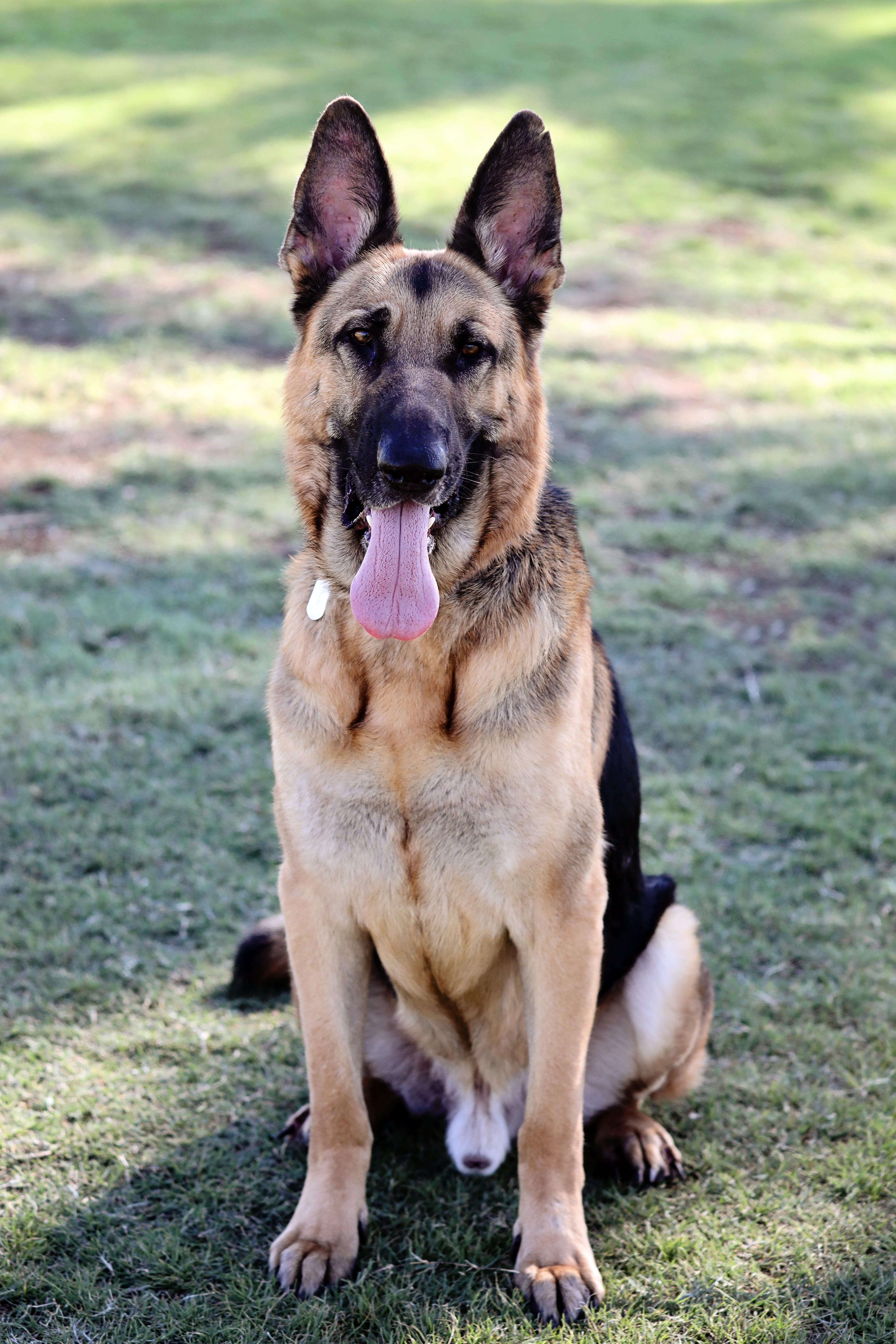 Enlarge Boom Boom, a Adopted German Shepherd Dog in Mesa, AZ image 3/6