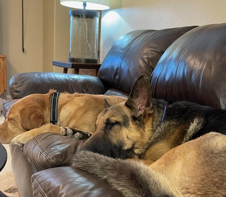 Enlarge Boom Boom, a Adopted German Shepherd Dog in Mesa, AZ image 4/6