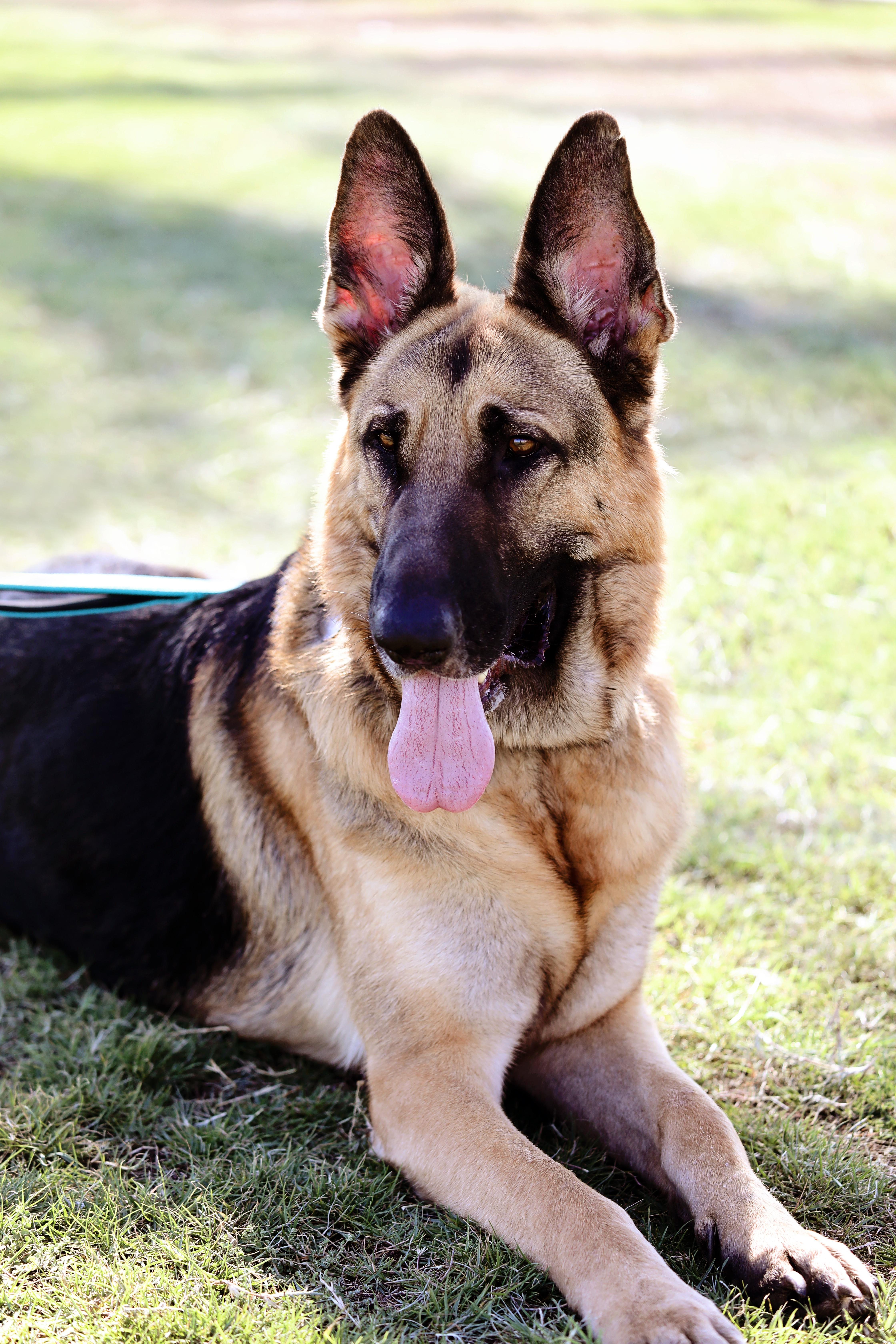 Enlarge Boom Boom, a Adopted German Shepherd Dog in Mesa, AZ image 5/6