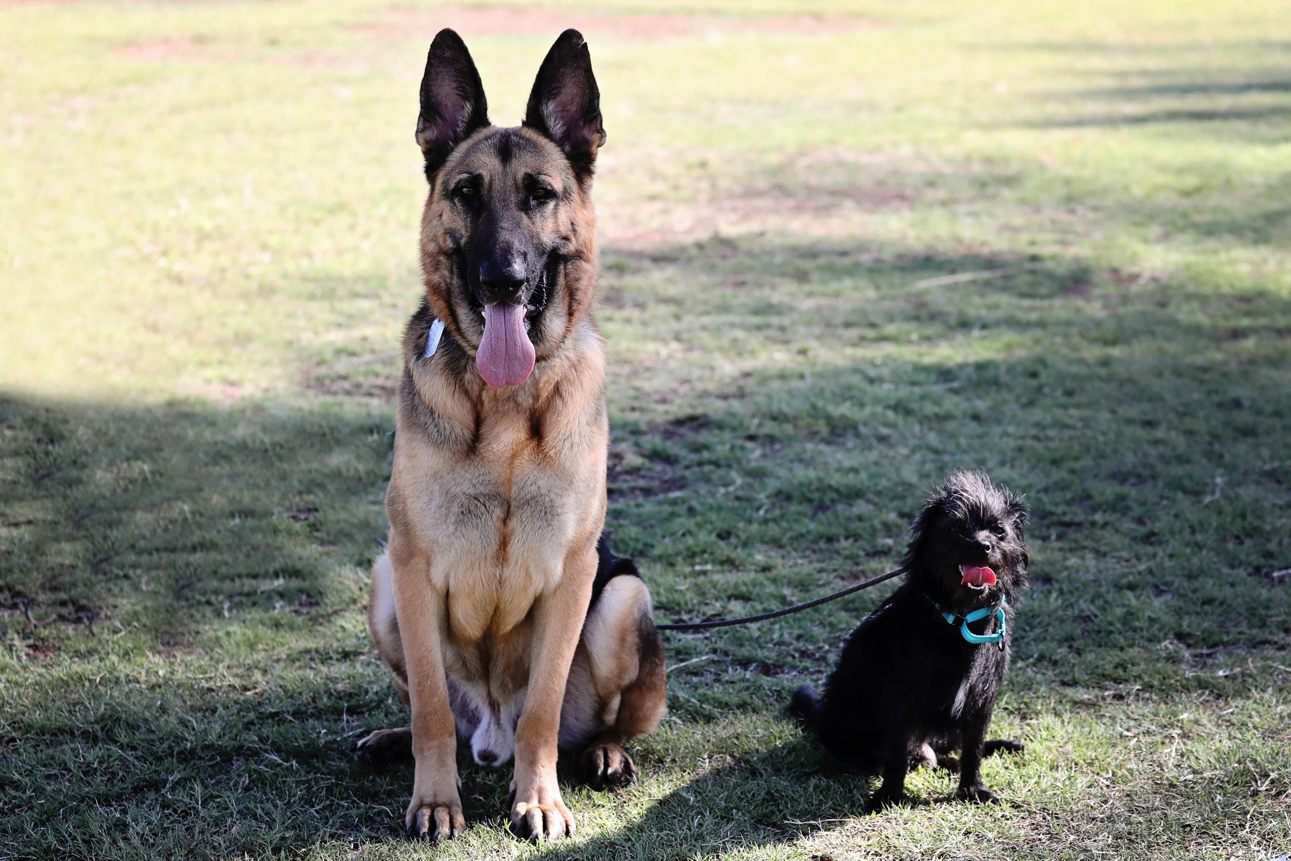 Boom Boom, Adopted, Adult Male German Shepherd Dog.