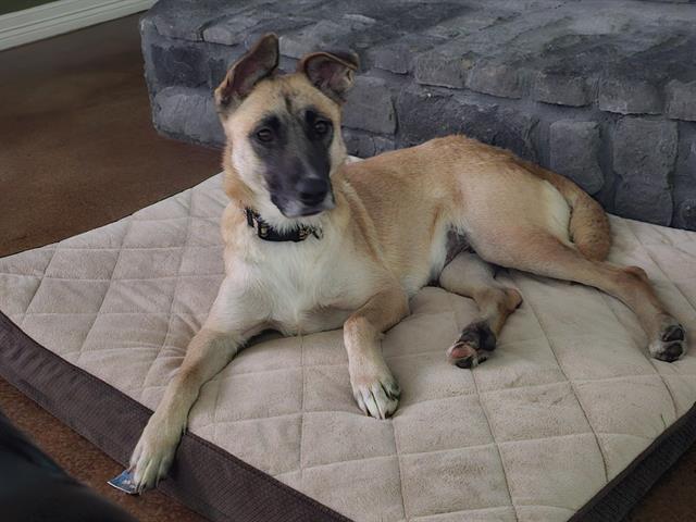 ELLA, Adoptable, Adult Female German Shepherd Dog & Mixed Breed.