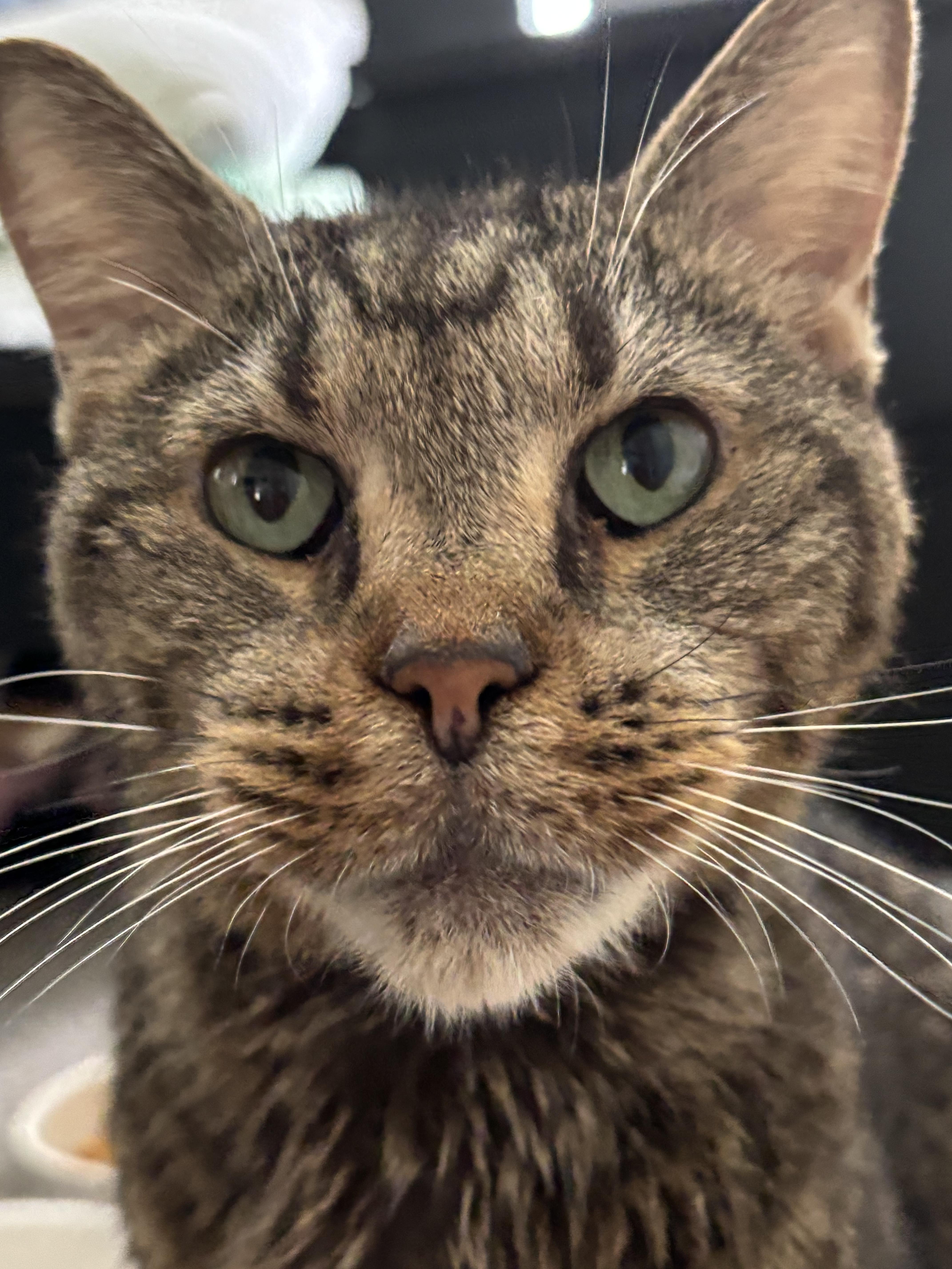 Fonzy *forever foster eligible* 1