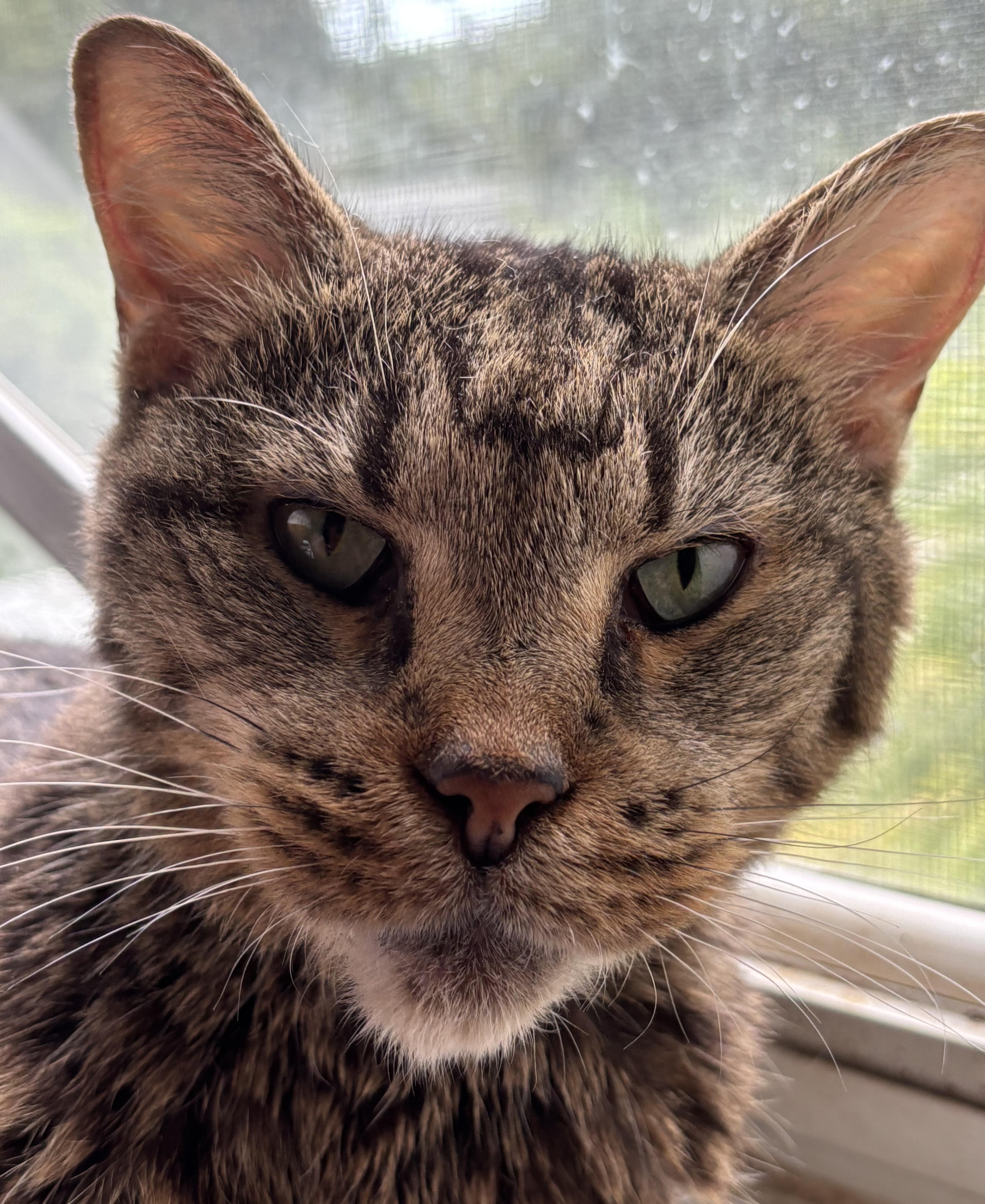 Fonzy *forever foster eligible* 2