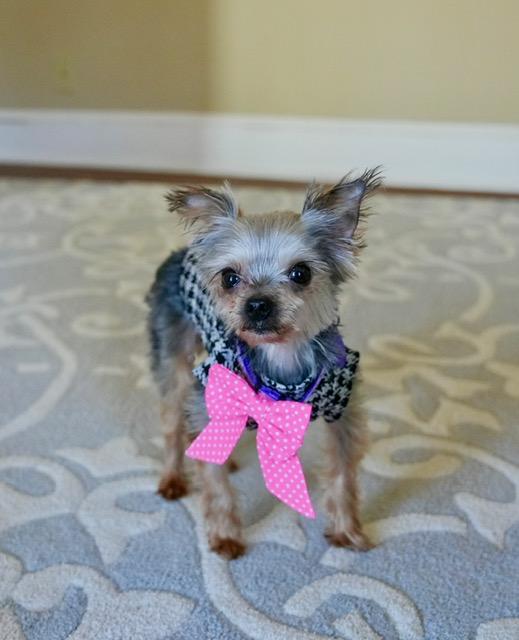 Enlarge Rosie, a ADOPTABLE Yorkshire Terrier in Atlanta, GA image 4/4