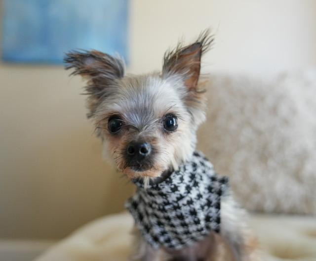 Enlarge Rosie, a ADOPTABLE Yorkshire Terrier in Atlanta, GA image 1/4