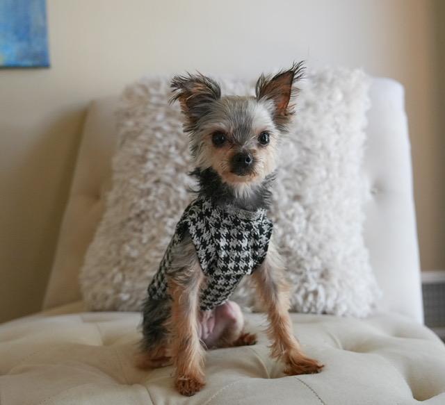 Enlarge Rosie, a ADOPTABLE Yorkshire Terrier in Atlanta, GA image 2/4