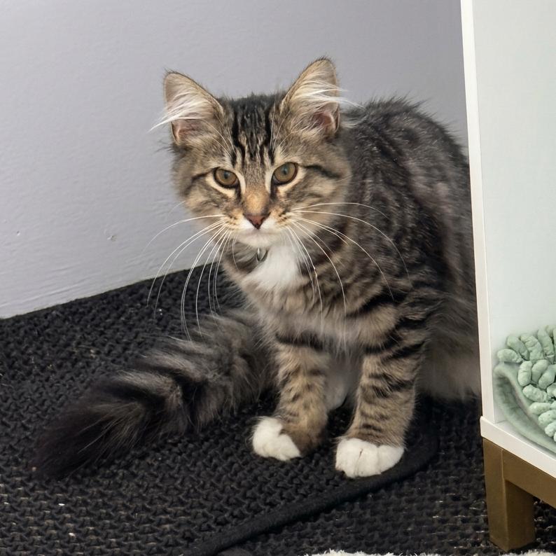 Cabernet, Adoptable, Kitten Male Domestic Short Hair.