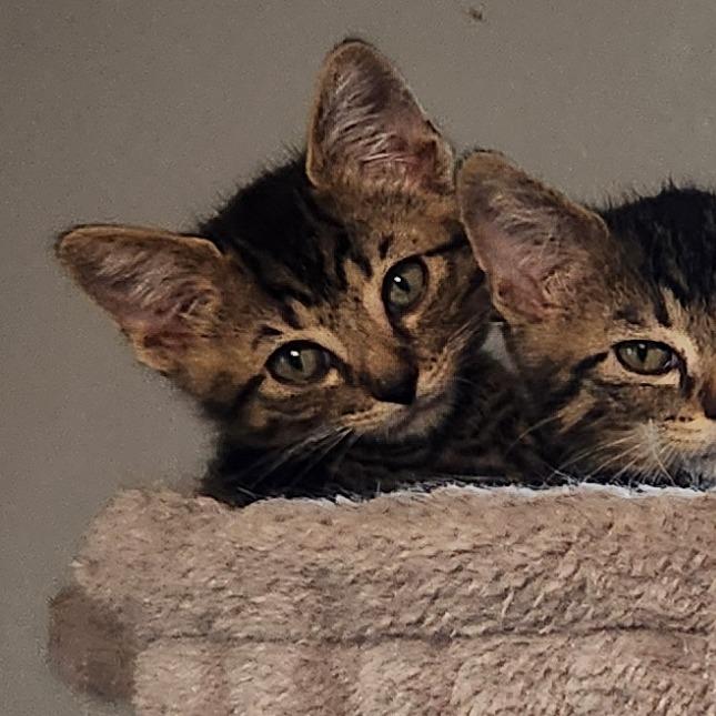 Josephus Jon, Adoptable, Kitten Male Domestic Short Hair.