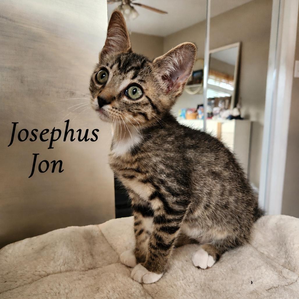 Josephus Jon, a Adoptable Domestic Short Hair in Layton, UT image 2/4