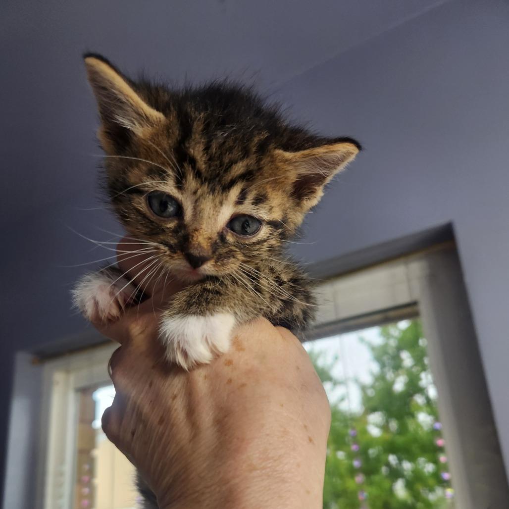 Josephus Jon, a Adoptable Domestic Short Hair in Layton, UT image 3/4