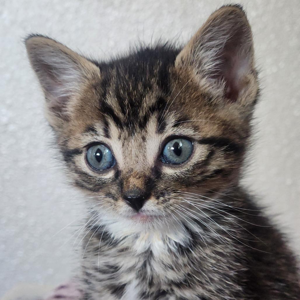 Josephus Jon, a Adoptable Domestic Short Hair in Layton, UT image 4/4