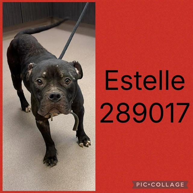 ESTELLE, Adoptable, Young Female American Bulldog & Mixed Breed.