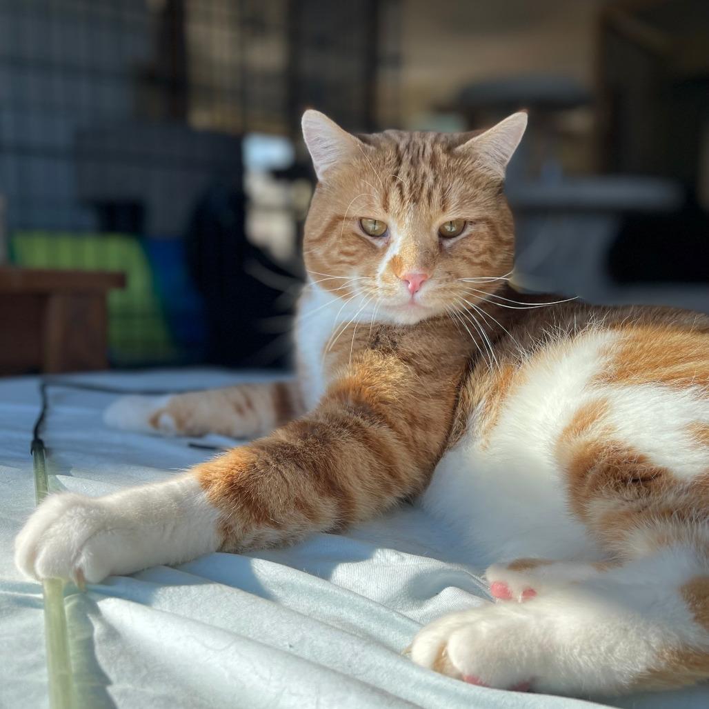 Blarney, Adoptable, Adult Male Domestic Short Hair.