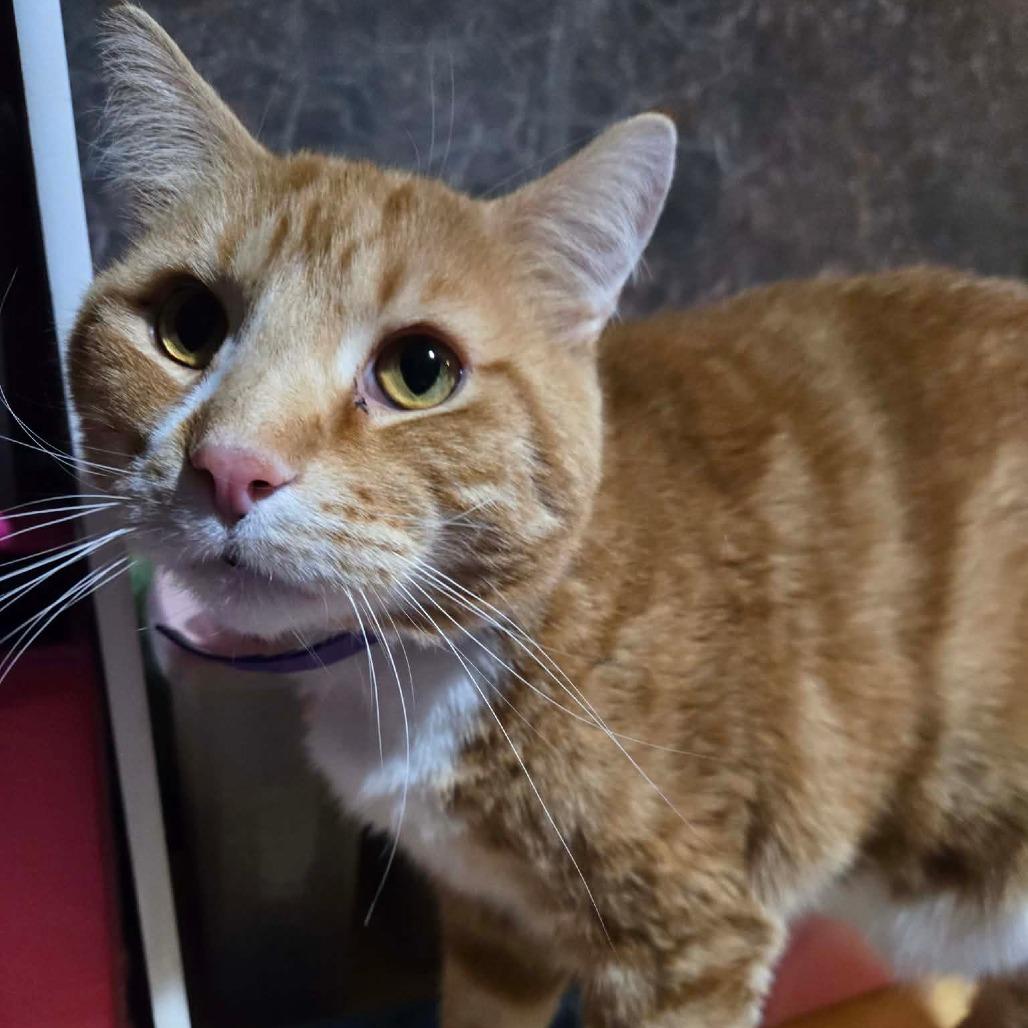 Enlarge Blarney, a Adoptable Domestic Short Hair in Inver Grove Heights, MN image 2/6