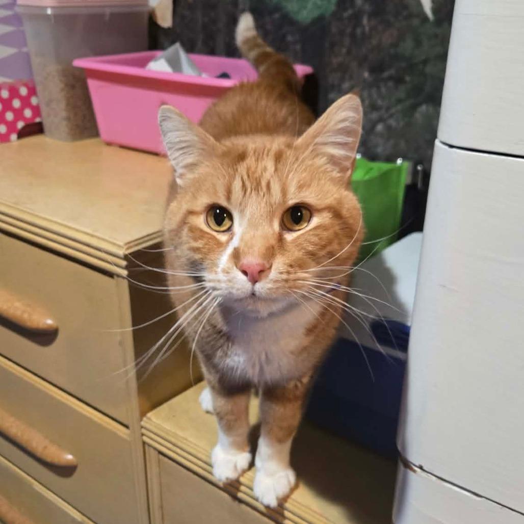 Enlarge Blarney, a Adoptable Domestic Short Hair in Inver Grove Heights, MN image 2/6