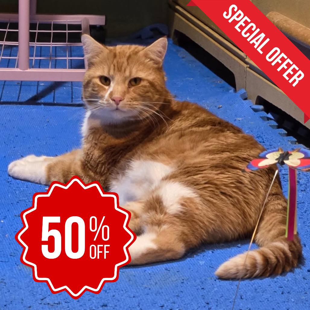 Enlarge Blarney, a Adoptable Domestic Short Hair in Inver Grove Heights, MN image 2/6