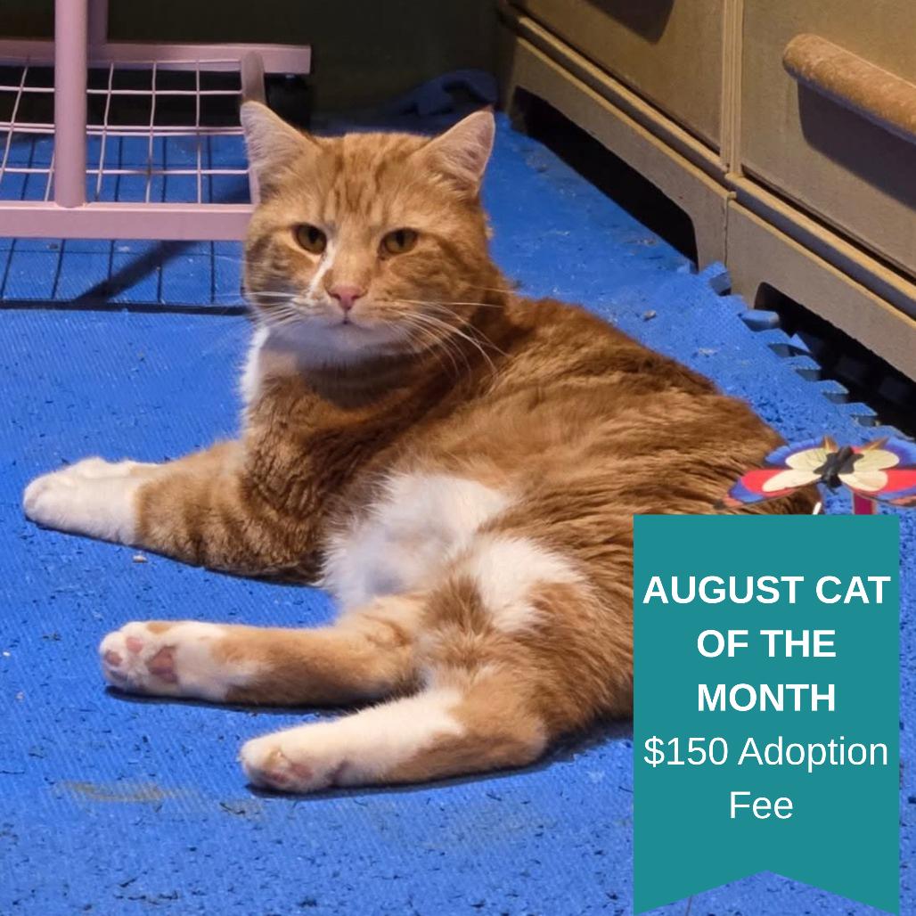 Blarney, a Adoptable Domestic Short Hair in Inver Grove Heights, MN image 2/6