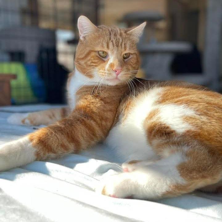 Enlarge Blarney, a Adoptable Domestic Short Hair in Inver Grove Heights, MN image 5/6