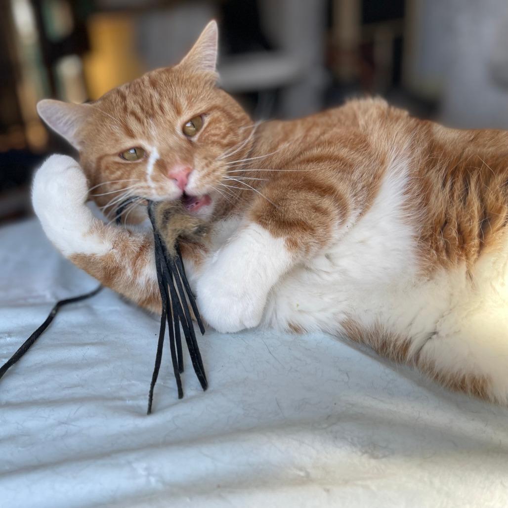 Blarney, a Adoptable Domestic Short Hair in Saint Paul, MN image 4/6