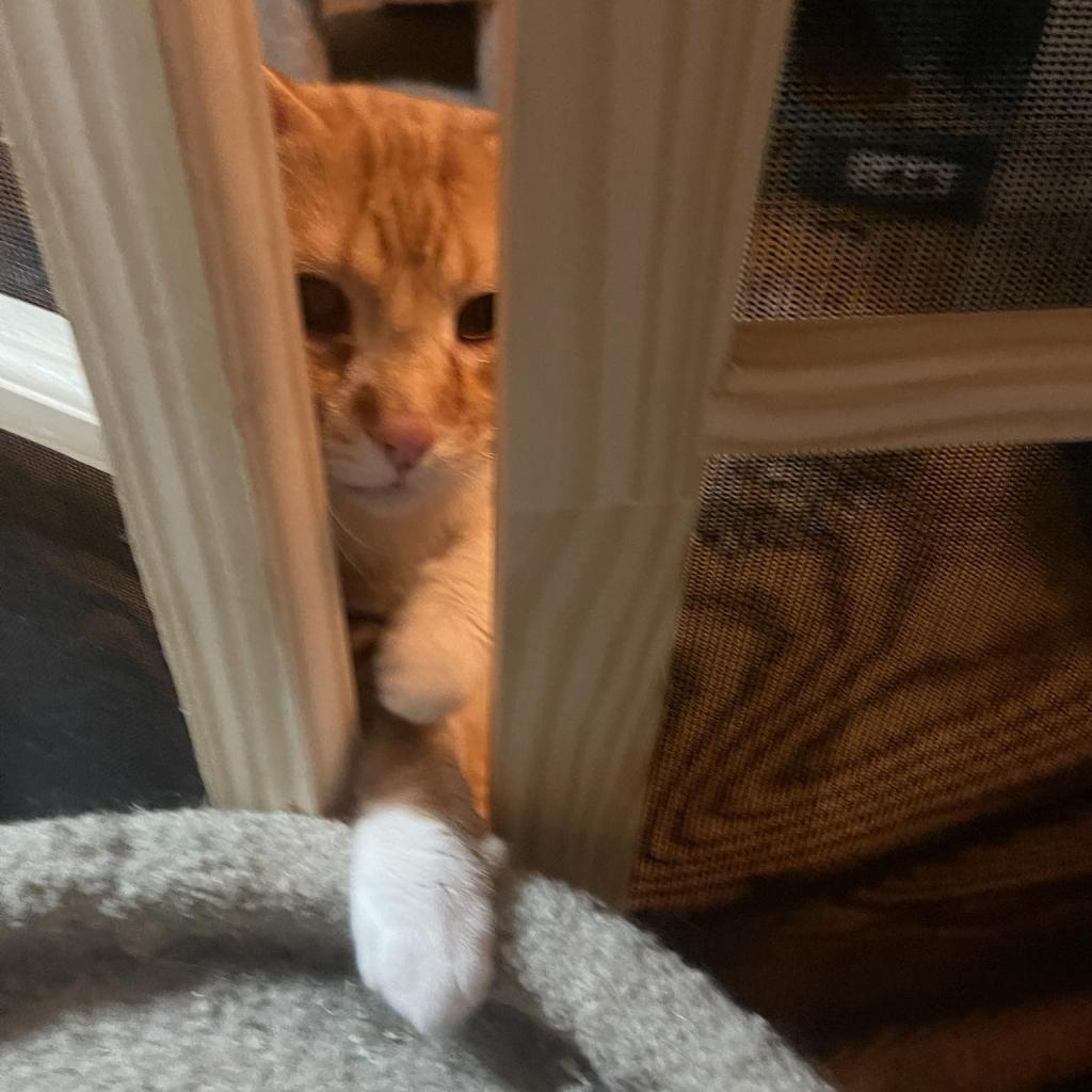 Blarney, a Adoptable Domestic Short Hair in Saint Paul, MN image 5/6