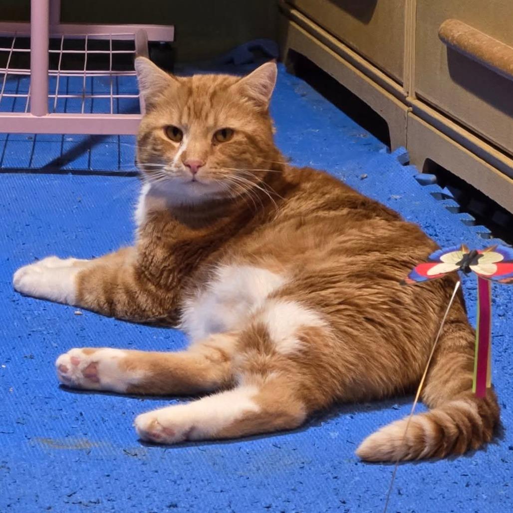 Blarney, a Adoptable Domestic Short Hair in Saint Paul, MN image 6/6