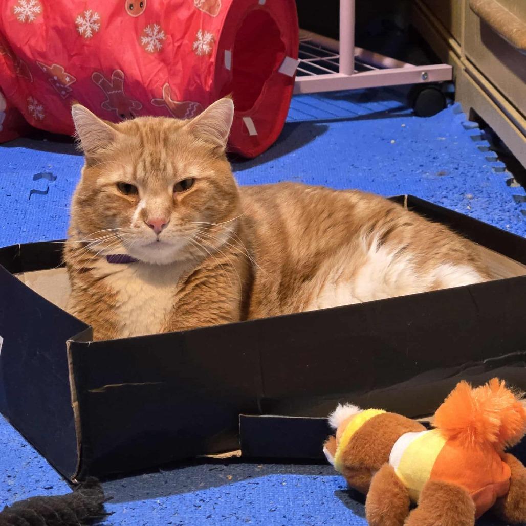 Enlarge Blarney, a Adoptable Domestic Short Hair in Inver Grove Heights, MN image 6/6