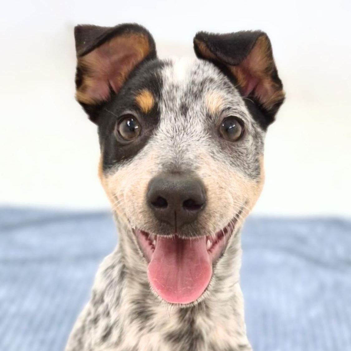 Enlarge Sonoran, a Adopted Cattle Dog in Scottsdale, AZ image 1/2