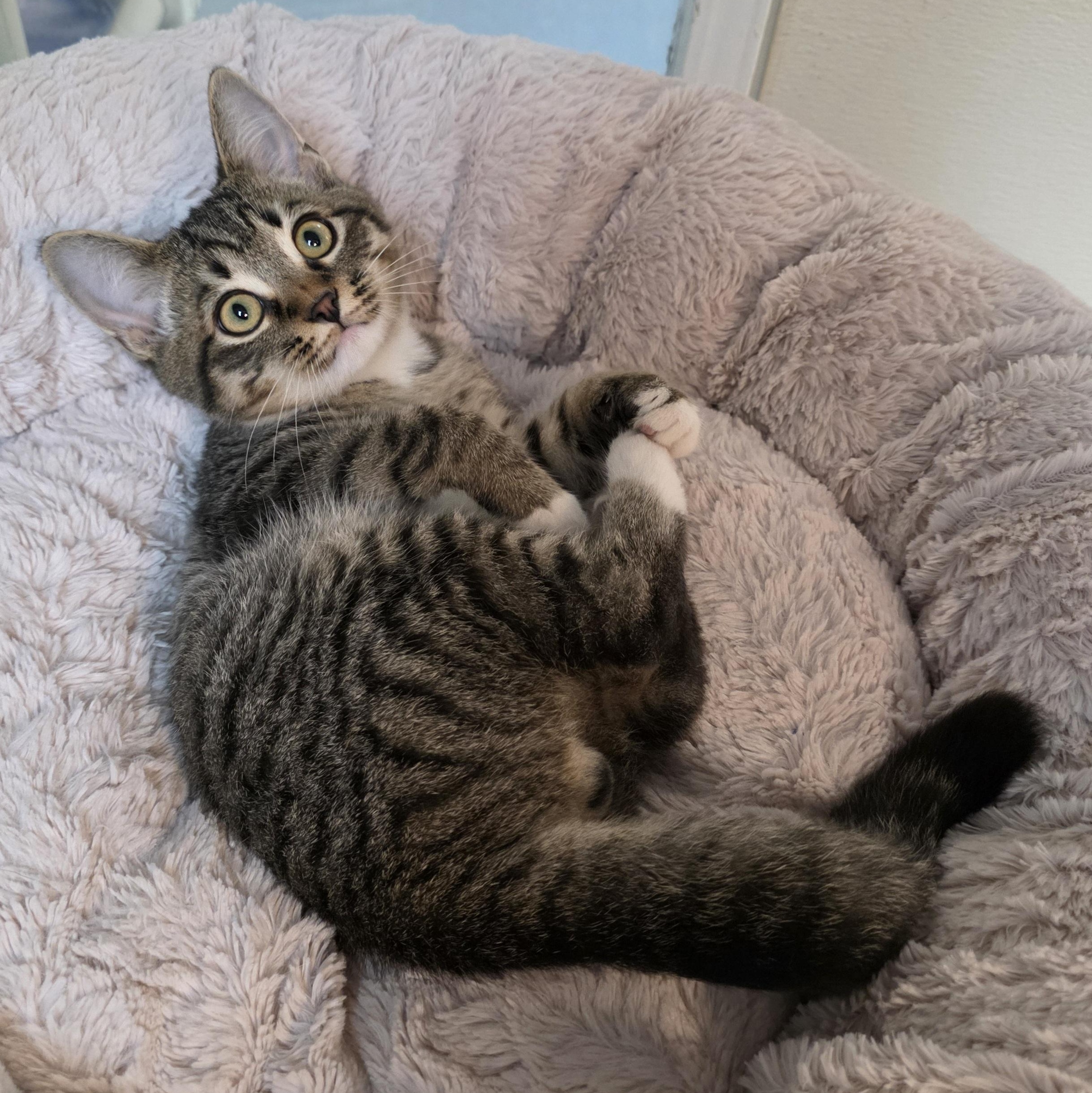 Robert, Adoptable, Young Male Domestic Short Hair.