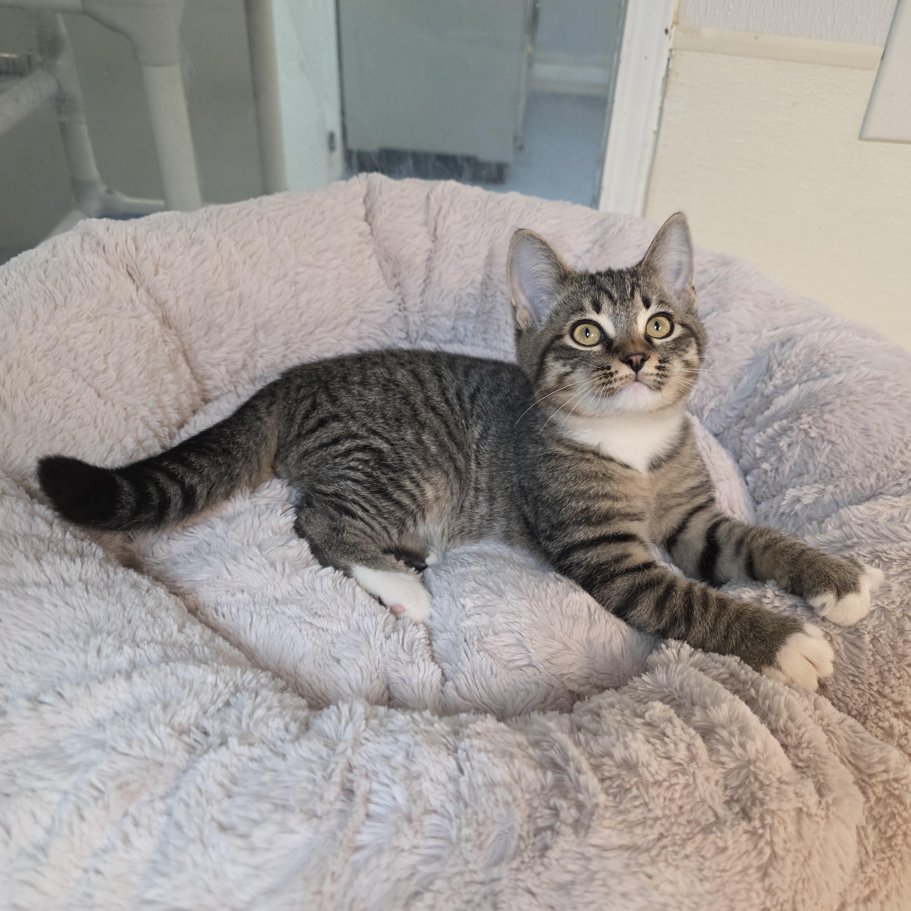 Enlarge Robert, a Adoptable mixed breed in Greensboro, NC image 3/6