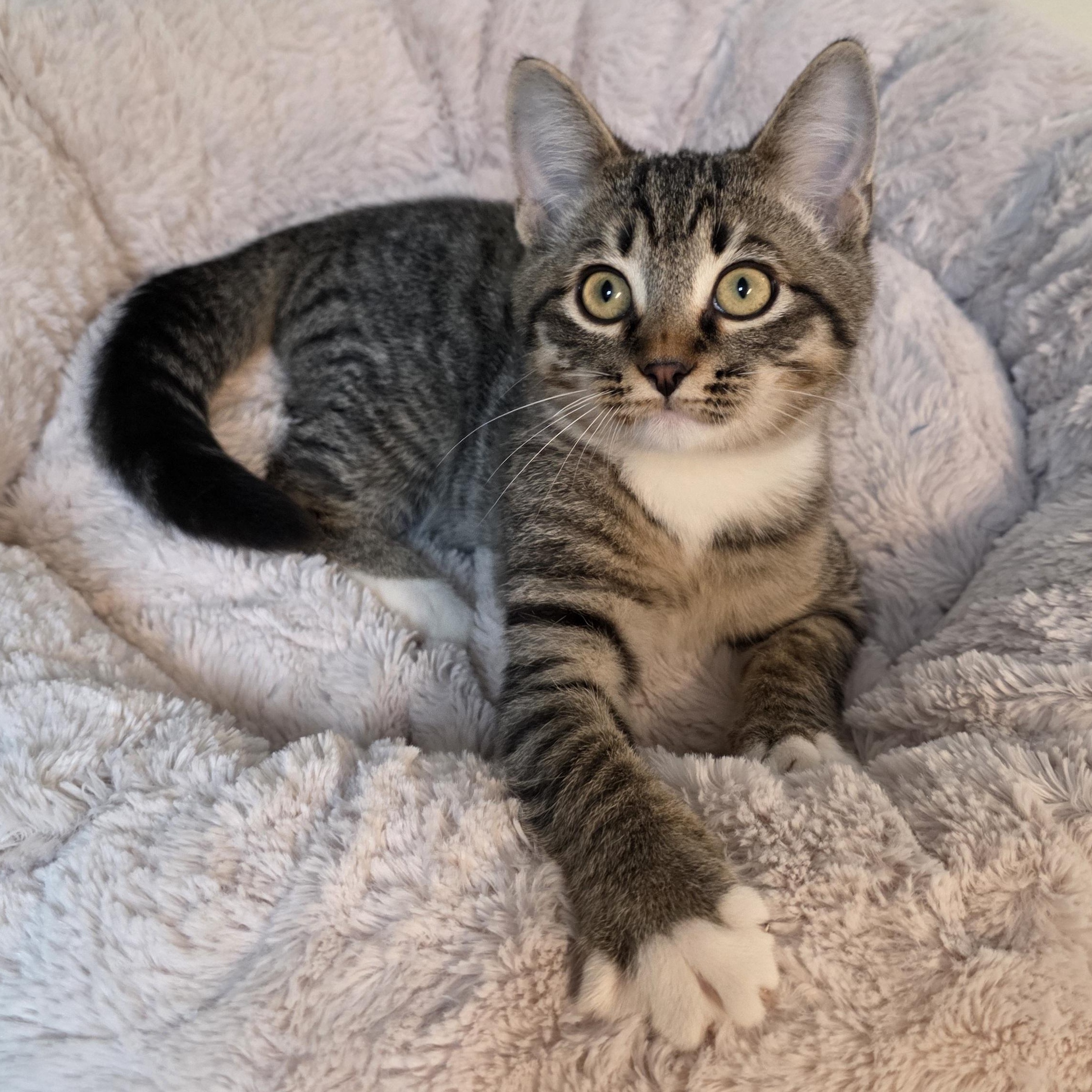 Enlarge Robert, a Adoptable mixed breed in Greensboro, NC image 2/6