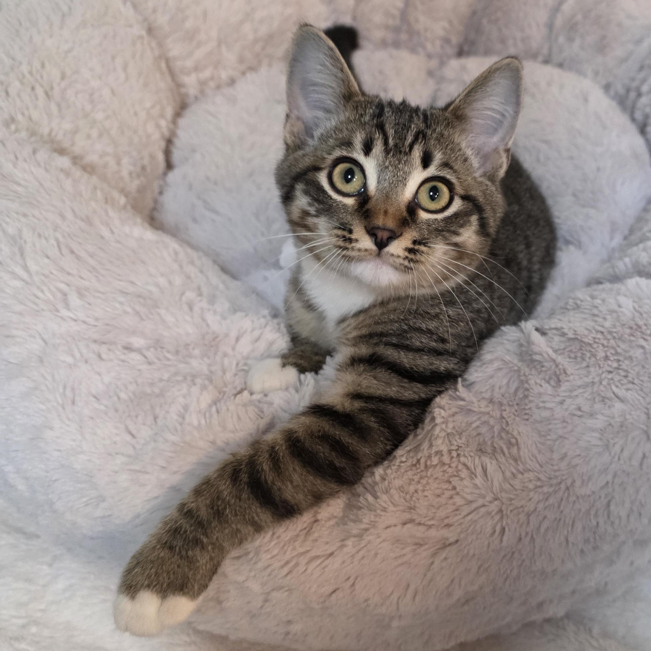 Enlarge Robert, a Adoptable mixed breed in Greensboro, NC image 5/6